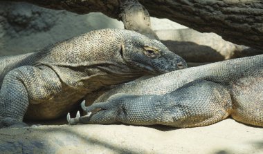 Komodo Dragon'un yakın portresi. Varanus komodoensis ayrıca Komodo monitör olarak bilinen, Komodo Endonezya adalarında bulunan kertenkele büyük bir tür, seçici odak