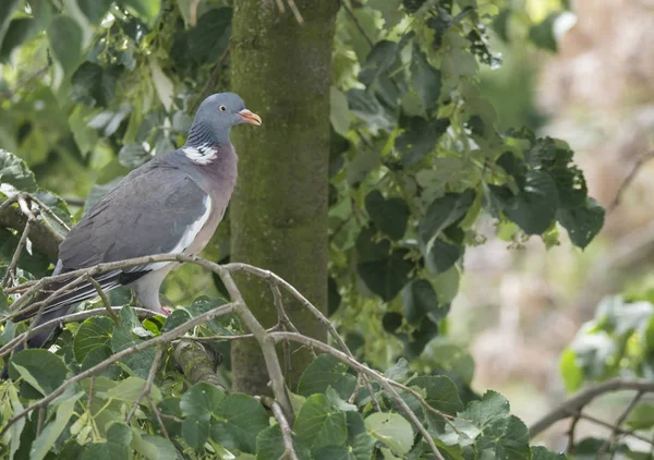 Uzavřete společný holubník Columba palumbus usazený na Lindenové větvi mezi zelenými listy — Stock fotografie