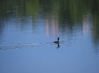 Büyük renkli su yansıması arka plan ile berrak mavi göl üzerinde yüzme bill Podiceps cristatus küçük balık ile tepeli. Prag, Piskovna, Çek Cumhuriyeti