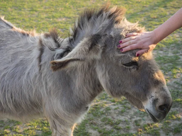 Retrato de burro joven peludo gris beige con la mano de mujer acariciando su cabeza. Tarde luz de la hora dorada sobre la hierba verde exuberante pasto fondo — Foto de Stock