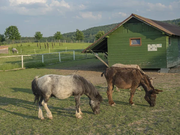 Small Horse Pony and donkey Grazing in a Corral with wooden farm house cote stable in afternoon golden hour light on lush green grass pasture background