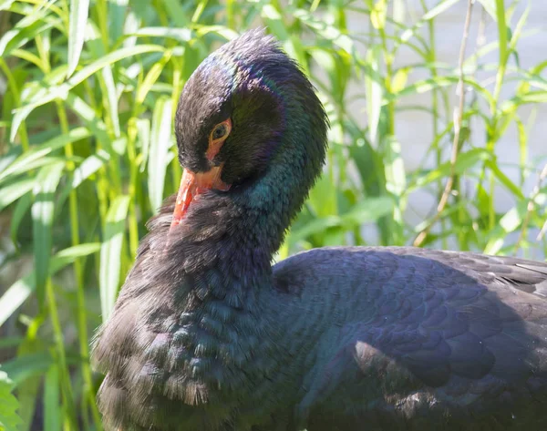 Detail close-up portret van zwarte ooievaar met rode snavel en regenboog veren, glanzend verenkleed Ciconia nigra, op groene gras achtergrond. Glanzende hoofd van zwarte vogel. — Stockfoto