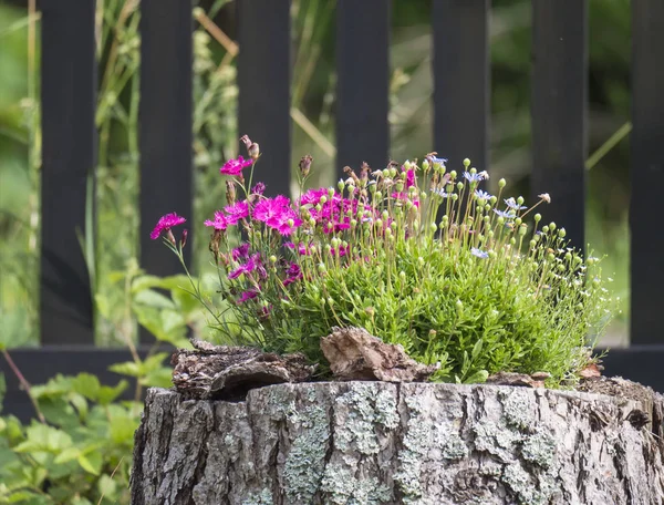 Dekoratif renkli çiçekler saksı eski ağaç kütüğü yapılmış büyümek. arka planda ahşap çit — Stok fotoğraf