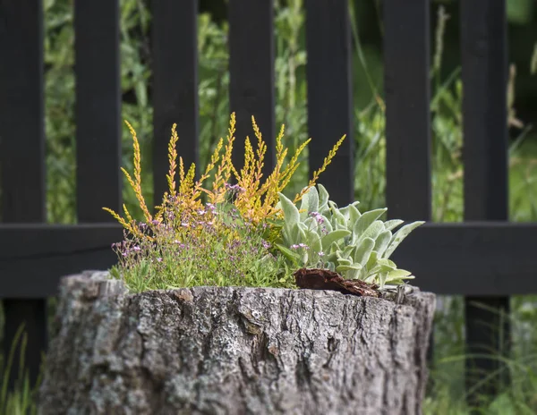 Flores decorativas de colores crecen en maceta hecha del tocón de árbol viejo. valla de madera en el fondo — Foto de Stock