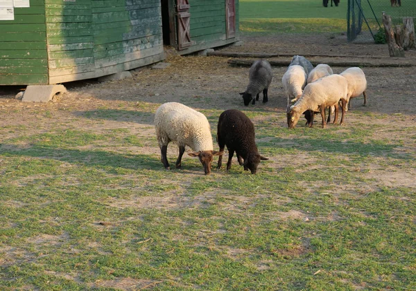 Soffici pecore carine al pascolo davanti alla stalla in legno della fattoria, in campagna con erba pozzanghera, albero e sfondo forestale, scena rurale — Foto Stock