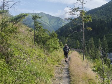 Ziarska dolina yolunda şapka ve sırt çantası yürüyüş ile Erkekler yürüyüşçü. Yemyeşil çimenler, ladin ağaçları ve montain zirveleri. Batı Tatras dağları, Rohace Slovakya, yaz güneşli gün, mavi gökyüzü