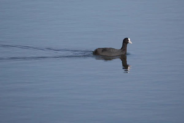 Portret van Euraziatische Coot Fulica atra, ook bekend als de gemeenschappelijke Coot met zwemmen in het water van blauwe vijver of meer. — Stockfoto