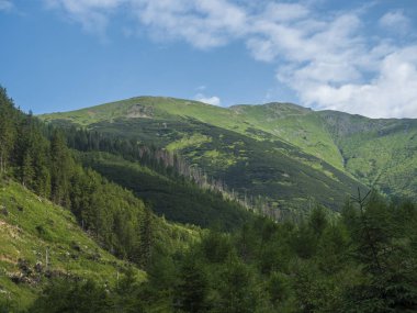 Yemyeşil çimenler, ladin ağaçları, cüce bodur çam ve kel dağ zirveleri ile güzel dağ manzarası. Ziarska dolina, Batı Tatras dağları, Rohace Slovakya, yaz güneşli gün, mavi gökyüzü