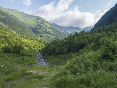 Dere Smrecianka dere çim, Ladin ağaçları, cüce fırçalama çam ve dağ zirveleri ile güzel dağ manzara. Ziarska Dolina, Batı Tatras Dağları, Rohace Slovakya, yaz, mavi gökyüzü