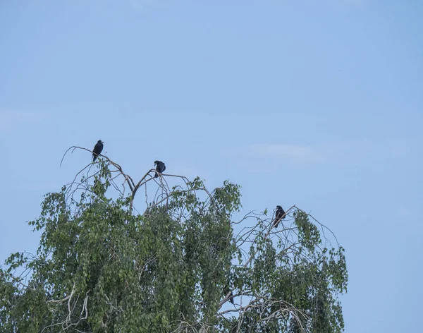 Groupe d'oiseaux noirs, le Corvus frugilegus Rook est assis sur une branche de bouleau contre le ciel bleu, espace de copie — Photo