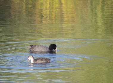 Avrasya Coot Fulica Atra, ayrıca açık göl suda yüzme genç bir du, piliç ile ortak Coot olarak bilinir. Altın saat ışığı, kopya alanı