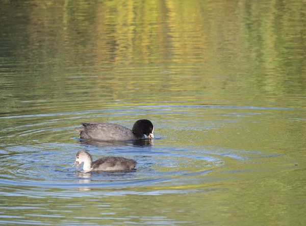 Eurasian coot Fulica atra, also known as the common coot with a young ducling chick swimming in the water of clear lake. Golden hour light, Copy space — Stock Photo, Image