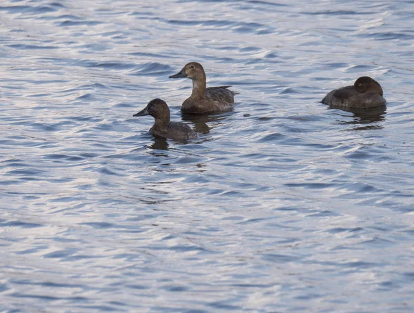 Close-up drie jonge Mallard Duck, wingeon, oudere Ducklings. Anas platyrhynchos. Schoonheid in de natuur. Lente tijd. Vogels zwemmen op Blue Lake. Ruimte kopiëren. — Stockfoto