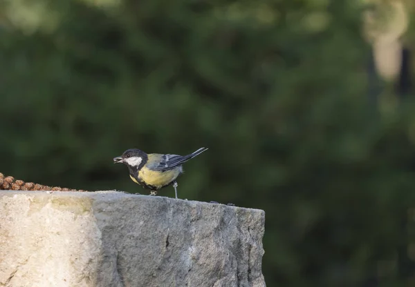 Großaufnahme Männchen der Kohlmeise parus major sitzt auf der Sandsteinmauer und frisst und füttert mit Sonnenblumenkernen im Schnabel. Kohlmeise ist ein Passantenvogel in der Meisenfamilie Paridae. dunkelgrüner Bokeh-Hintergrund. — Stockfoto