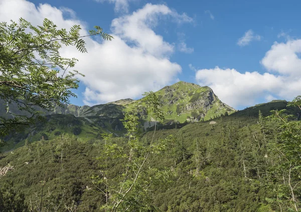 Bellissimo paesaggio montano con corvi e abeti rossi, macchia nana pino e forte cima verde erboso montagna. Montagne dei Tatra occidentali, Rohace Slovacchia, giornata estiva soleggiata, cielo blu nuvole bianche — Foto Stock