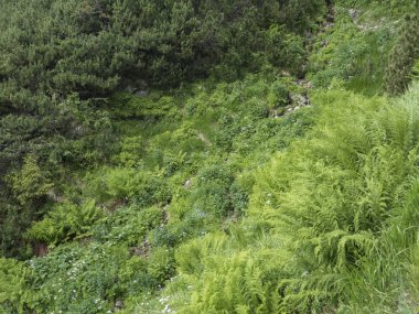 Güzel yeşil eğrelti yaprakları ve çiçeklenme Forget-Me-değil çiçekler, yeşil yeşillik doğal çiçek Fern arka plan dağ akışı