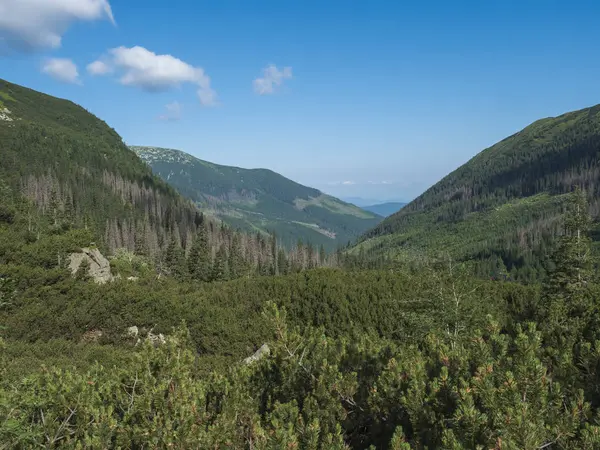 Hermoso valle montañoso dolina Smutna con bosque de abetos, matorral enano pino y picos verdes de montaña. Tatras occidental montañas, Rohace Eslovaquia, verano, fondo cielo azul — Foto de Stock