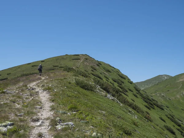 Bellissimo paesaggio montano dei monti Tatra occidentali o Rohace con escursionista uomo con zaino sentiero escursionistico sul crinale. Picchi rocciosi erbosi verdi taglienti con pino della macchia. Estate cielo blu — Foto Stock