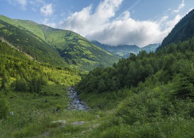 Dere Smrecianka dere çim, Ladin ağaçları, cüce fırçalama çam ve dağ zirveleri ile güzel dağ manzara. Ziarska Dolina, Batı Tatras Dağları, Rohace Slovakya, yaz, mavi gökyüzü