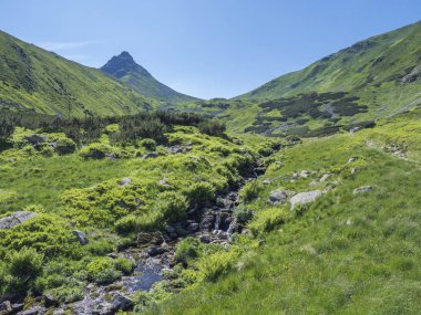 Güzel dağ akışı çağlayan gür yeşil eğrelti yaprakları ve sarı çiçekler, Ladin ağaç ormanı ve arka planda yeşil Moutain doruklarında akar. Batı Tatras Dağları, Rohace Slovakya, yaz