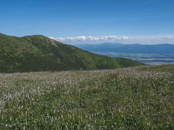 Vista sulla valle della valle di Liptov dal sentiero sul prato con fiori di Plantago rosa in fiore, montagne dei Tatra occidentali o Rohace. Estate cielo blu sfondo — Foto Stock
