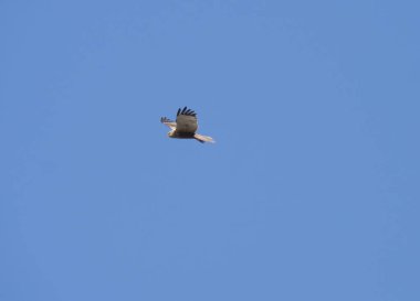 yakın genç batı bataklık harrier Circus aeruginosus açık mavi gökyüzüne karşı uçan, frontal görünümü