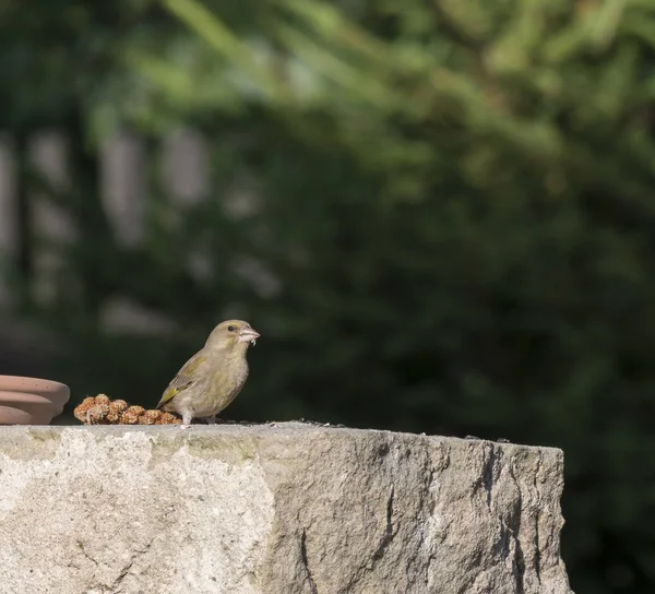 Yakın çekim erkek Avrupa Florya Chloris Chloris kum taşı duvarında oturur ve Ayçiçeği tohumları yiyor. Chloris Chloris Finch aile Fringillidae küçük bir ötücü kuş. Koyu yeşil — Stok fotoğraf