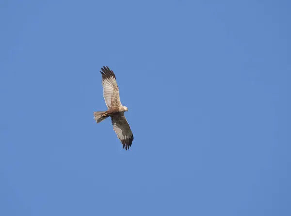 Western marsh harrier Circus aeruginosus flying against clear blue sky — Stock Photo, Image