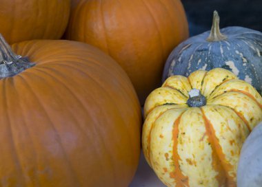 Squashes ve kabak farklı çeşitleri kadar kapatın. Renkli sebzeler sonbahar hasadı. Cadılar Bayramı arka plan