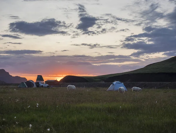 Hermoso amanecer rojo púrpura en la montaña Landmannalaugar en el área del camping con ovejas pastando y tiendas de campaña. Reserva Natural Fjallabak en la región de las Tierras Altas de Islandia — Foto de Stock