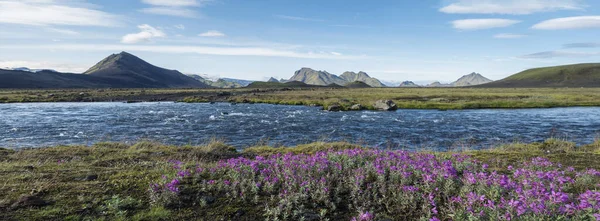 Schöne weite panoramische isländische Landschaft mit wildrosa Blumen, blauem Gletscherfluss und grünen Bergen. Blauer Himmel Hintergrund. im Gebiet des Fjallabak Nature Reserve auf dem Laugavegur Trek, Island — Stockfoto