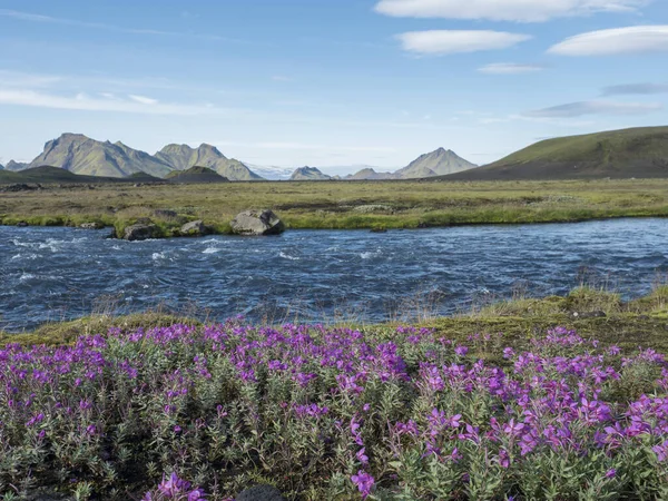 Hermoso paisaje islandés con flores rosadas silvestres, río glaciar azul y montañas verdes. Fondo cielo azul. en el área de la Reserva Natural de Fjallabak en Laugavegur trek, Islandia —  Fotos de Stock