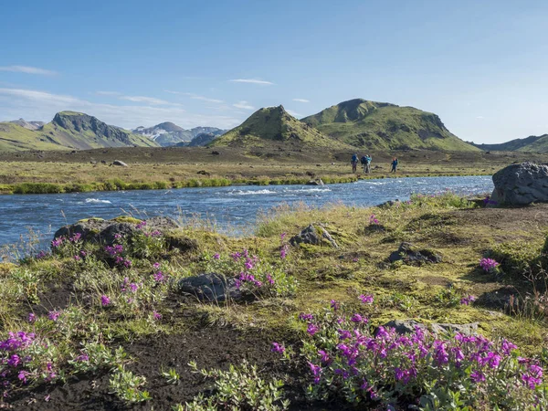 野生のピンクの花、青い氷河の川と緑の山々と美しいアイスランドの風景。青空の背景。ラウゲグルトレッキング、アイスランドのFjallabak自然保護区周辺のハイカーのグループ — ストック写真