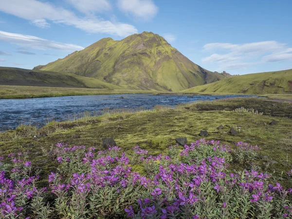 Wunderschöne isländische Landschaft mit wildrosa Blumen, blauem Gletscherfluss und grünen Bergen. blauer Himmel Hintergrund. im Gebiet des Fjallabak Naturreservats auf Laugavegur Trek, Island — Stockfoto