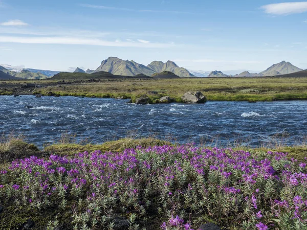 野生のピンクの花、青い氷河の川と緑の山々と美しいアイスランドの風景。青空の背景。アイスランド、ラウゲグルトレッキングのFjallabak自然保護区のエリアで — ストック写真