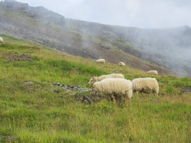 Bir grup tüylü İzlanda koyunu Reykjadalur Vadisi 'ndeki yeşil çimlerde otluyor ve jeotermal buharda kaplıcaları var. Güney İzlanda, Hveragerdi şehri yakınlarında..