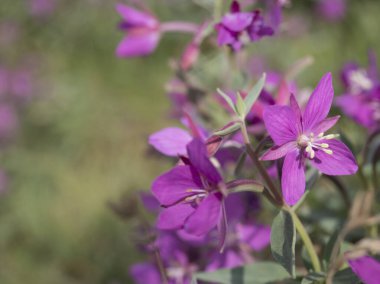 Willowhere 'in çiçek açan pembe çiçekleri, Chamaenerion angustifolium olarak bilinen ateş otu, büyük willowhere, Rosebay Willonerb bokeh üzerindeki bulanık yeşil arka plan. Boşluğu kopyala