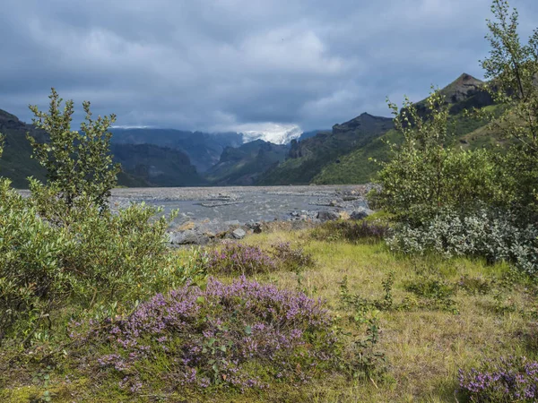 Izlandi táj Godland Krossa folyó kanyon, zöld éles dombok, virágzó rózsaszín hanga virág és Myrdalsjokull gleccser nyelv köd. Kilátás Basar kemping kezdete Fimmvorduhals túra. — Stock Fotó