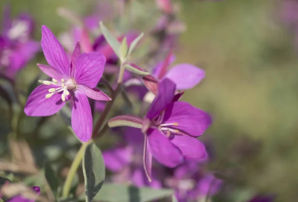 Закрыть цветущие розовые цветы willowherb, Chamaenerion angustifolium известный как fireweed, большой willowherb, rosebay willowherb на bokeh размытый зеленый фон. Копирование пространства — стоковое фото