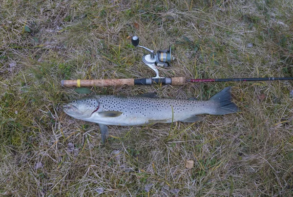 Close up big trofey rainbow trout, fish displayed on grass with fly fishing rod. Fresh catch freshwater trout