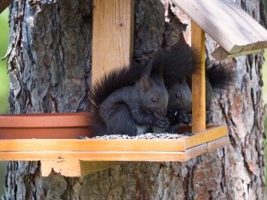 Üç sevimli siyah sincap, Sciurus vulgaris kuş yemi masasında oturuyor, kuyruğunda ayçiçeği tohumu var. Seçici odak, boşluğu kopyala