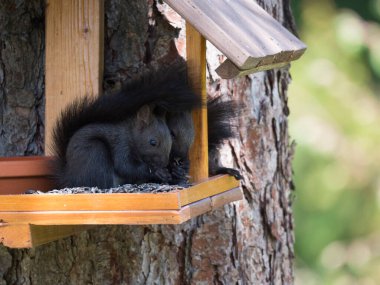 Üç sevimli siyah sincap, Sciurus vulgaris kuş yemi masasında oturuyor, kuyruğunda ayçiçeği tohumu var. Seçici odak, boşluğu kopyala