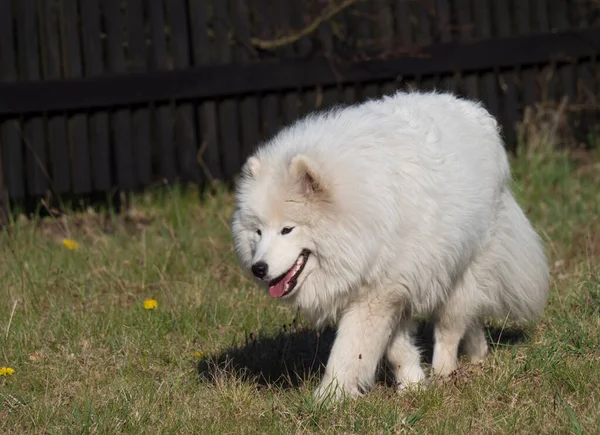 Νεαρός σκύλος Samoyed με λευκό χνουδωτό παλτό και γλώσσα προεξέχει με τα πόδια στον καταπράσινο κήπο γρασίδι. Χαριτωμένο χαρούμενο ρωσικό Bjelkier σκυλί είναι μια φυλή των μεγάλων σκύλων βοσκής. — Φωτογραφία Αρχείου