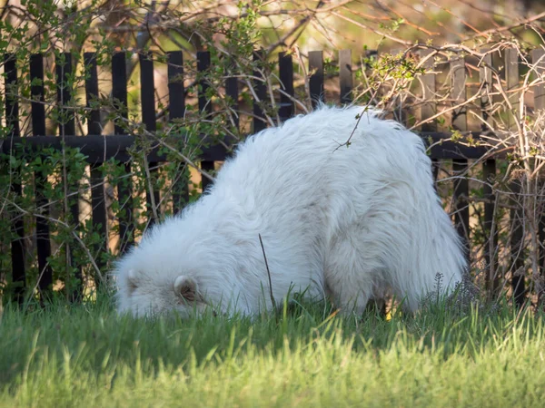 Beyaz tüylü ceketli, yeşil çimen bahçesini eşeleyip koklayan genç Samoyed köpeği. Şirin, mutlu Rus Bjelkier köpeği büyük bir çoban köpeği türüdür..