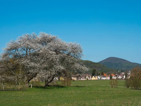 Paisaje de primavera en las montañas de Lusacia, con gran manzano en flor, vista de las casas del pueblo de Cvikov y exuberante prado de hierba verde, bosque de árboles de abeto y de hoja caduca y colinas, fondo azul cielo — Foto de Stock