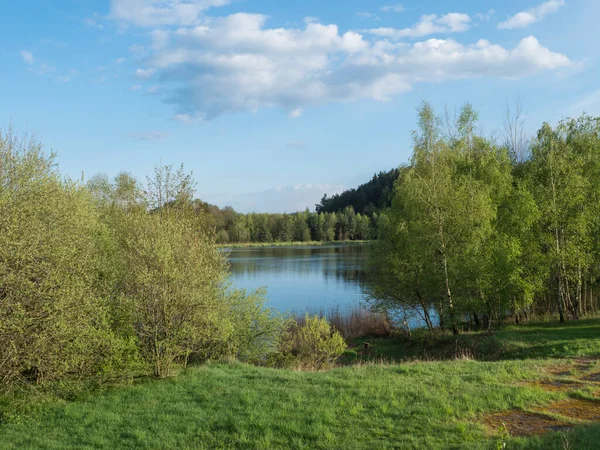 Kilátás nyugodt víz erdei tó, halastó Kunraticky rybnik nyírfa és lucfenyő nő a part mentén, és tiszta kék ég arany napfényben. Természet háttér. Tavaszi táj — Stock Fotó