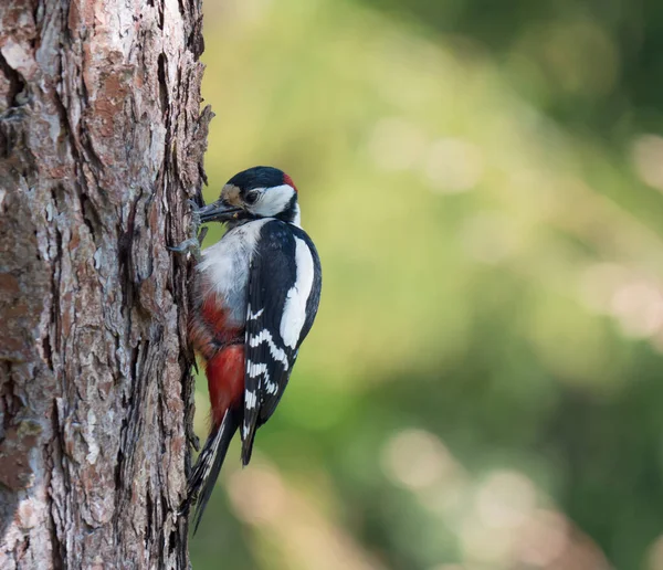 Zblízka samec pták Velký tečkovaný datel, Dendrocopos major peckin na kmeni oblouku stromu se slunečnicovými semínky v zobáku. Zelené pozadí bokeh. Selektivní zaměření. — Stock fotografie