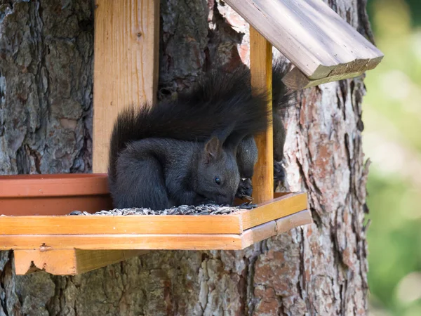 Trzy zbliżenie słodkie czarne wiewiórki, Sciurus vulgaris siedzi w stole karmnik ptaków, ogon w górę z nasion słonecznika w łapach. Skupienie selektywne, przestrzeń do kopiowania — Zdjęcie stockowe