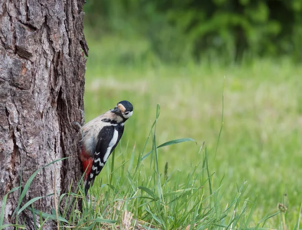 这只斑斑的啄木鸟，主要栖息在落叶松树干上，望着摄像机。绿色的山核桃和青草背景。有选择的重点. — 图库照片