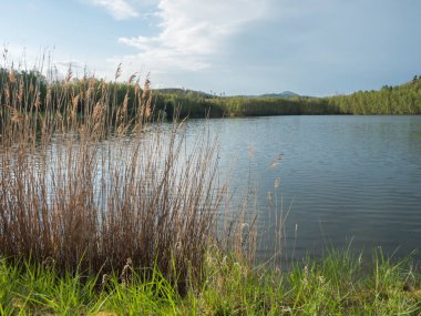 Orman gölünün sakin sularına, huş ağacı ve ladin ağaçlarıyla dolu Kunraticky Rybnik balık havuzuna ve altın güneş ışığında açık mavi gökyüzüne bakıyorum. Doğa geçmişi. Bahar manzarası